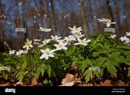 Image result for Buschwindröschen