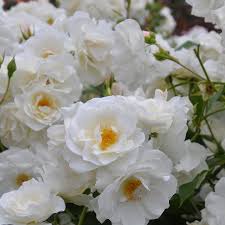 「アイスバーグ」の画像検索結果