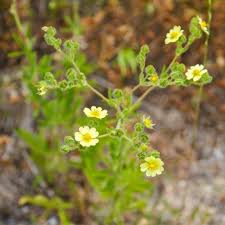 Image result for Potentilla recta
