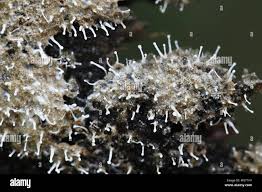 Attēlu rezultāti vaicājumam “Trichia sp.”