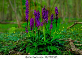 Attēlu rezultāti vaicājumam “Orchis mascula leaf”