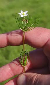 Attēlu rezultāti vaicājumam “Spergula arvensis”