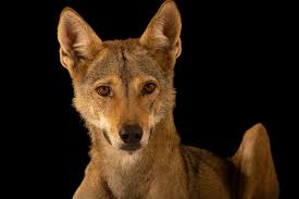 Image result for canis lupus arabs