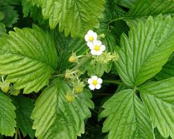 Attēlu rezultāti vaicājumam “Fragaria x ananassa flower”