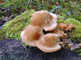 Attēlu rezultāti vaicājumam “Climacocystis borealis”