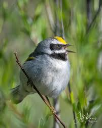 Image result for Vermivora chrysoptera