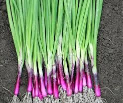 Résultat de recherche d'images pour "Allium fistulosum"