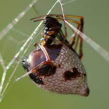 Attēlu rezultāti vaicājumam “Phylloneta cocoon”