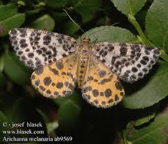 Attēlu rezultāti vaicājumam “Arichanna melanaria”