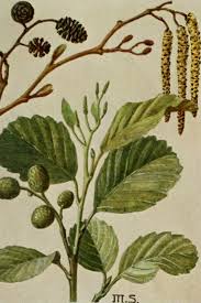 Attēlu rezultāti vaicājumam “Alnus”