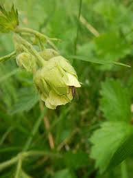 Attēlu rezultāti vaicājumam “Galium rivale fruit”