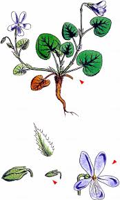 Attēlu rezultāti vaicājumam “Viola rupestris bud”