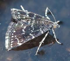 Attēlu rezultāti vaicājumam “Cladopodiella fluitans”