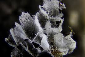 Attēlu rezultāti vaicājumam “Badhamia dubia macro”