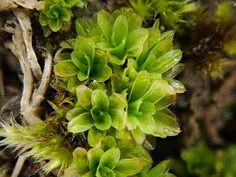 Attēlu rezultāti vaicājumam “Tortula subulata sporophyte”