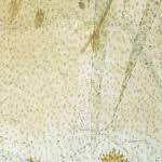 Attēlu rezultāti vaicājumam “Diacrisia sannio larva”