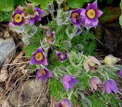 Attēlu rezultāti vaicājumam “Pulsatilla vulgaris flower”