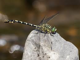 Attēlu rezultāti vaicājumam “Onychogomphus forcipatus”