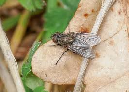 Attēlu rezultāti vaicājumam “Arcyria helvetica young”