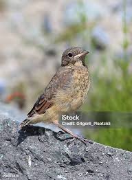 Attēlu rezultāti vaicājumam “Oenanthe oenanthe”