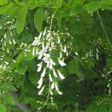 Attēlu rezultāti vaicājumam “Gymnocladus dioicus flower”