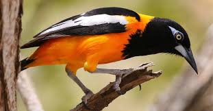 Image result for Bird