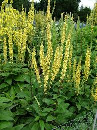 Image result for Verbascum nigrum