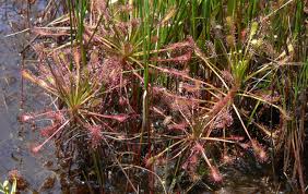 Attēlu rezultāti vaicājumam “Drosera intermedia”