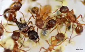 Attēlu rezultāti vaicājumam “Myrmica rubra”