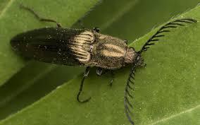 Attēlu rezultāti vaicājumam “Ctenicera pectinicornis”