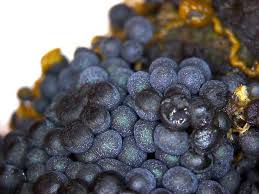 Attēlu rezultāti vaicājumam “Badhamia utricularis spores”