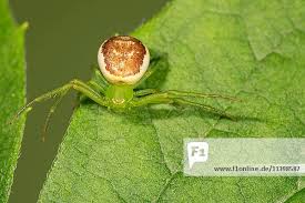Attēlu rezultāti vaicājumam “Diaea dorsata”