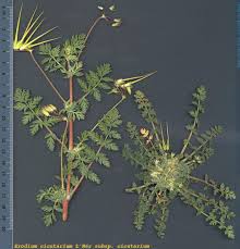 Attēlu rezultāti vaicājumam “Erodium cicutarium”