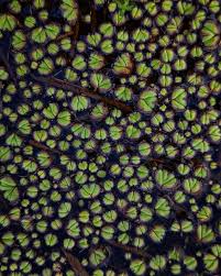 Attēlu rezultāti vaicājumam “Ricciocarpos natans”