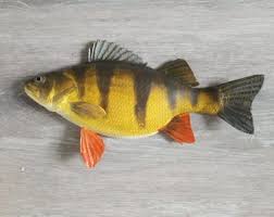 Image result for Perca flavescens
