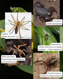 Attēlu rezultāti vaicājumam “Polycephalomyces tomentosus”