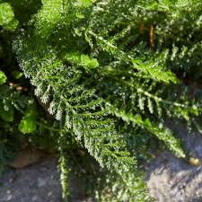 Attēlu rezultāti vaicājumam “Achillea millefolium leaf”