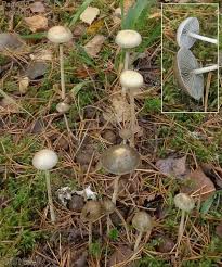 Attēlu rezultāti vaicājumam “Protostropharia alcis”