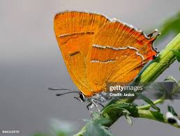 Attēlu rezultāti vaicājumam “Theclinae”