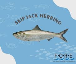 Image result for Alosa chrysochloris