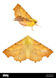 Attēlu rezultāti vaicājumam “Ennomos alniaria”