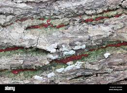 Attēlu rezultāti vaicājumam “Neonectria coccinea”