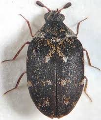 Attēlu rezultāti vaicājumam “Anthrenus sp. imago”