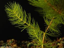 Attēlu rezultāti vaicājumam “Ceratophyllum demersum”