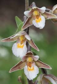 Attēlu rezultāti vaicājumam “Epipactis palustris bud”