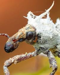 Attēlu rezultāti vaicājumam “Curculionidae”