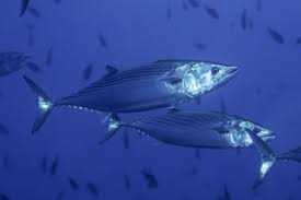 Image result for Thunnus thynnus