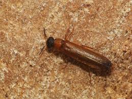 Attēlu rezultāti vaicājumam “Hylecoetus dermestoides male”