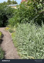 Attēlu rezultāti vaicājumam “Phalaroides arundinacea”