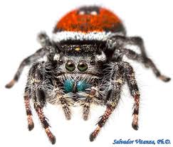 Attēlu rezultāti vaicājumam “Salticidae”